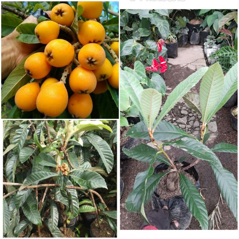 Tanaman Buah Leci Biwa Kuning / Biwa Kuning Super / Yellow Lychee