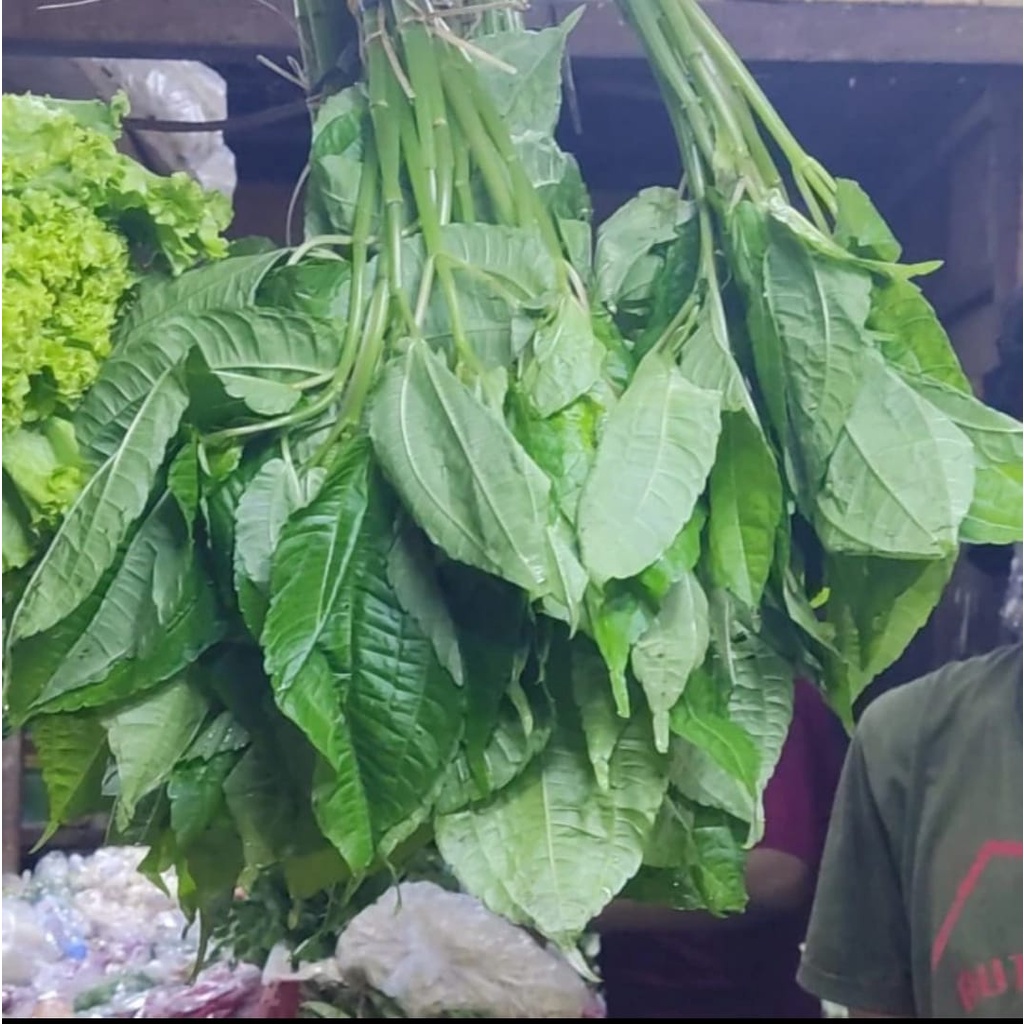 

POH POHAN LALAPAN