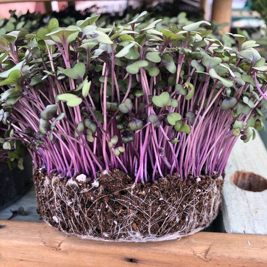 Benih Seribuan - 125 Bibit Microgreen Red Cabbage Sprout Organik Unggul