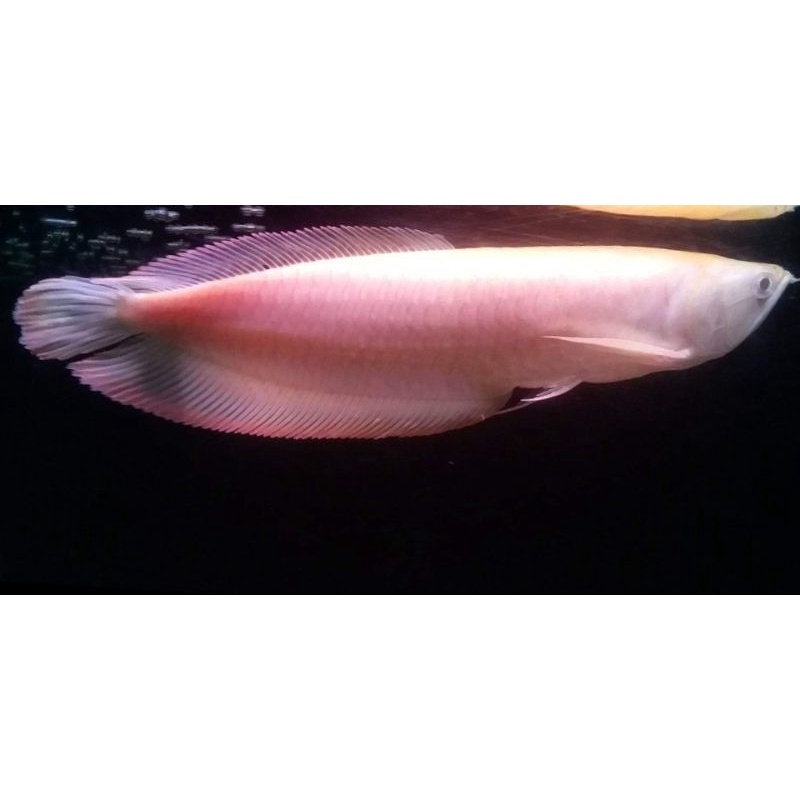 Arwana silver albino