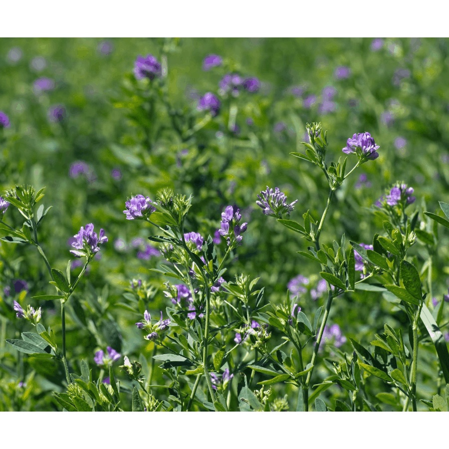 Benih Seribuan - 200 Bibit Rumput Alfalfa Grass Tanaman Pakan Ternak Unggul