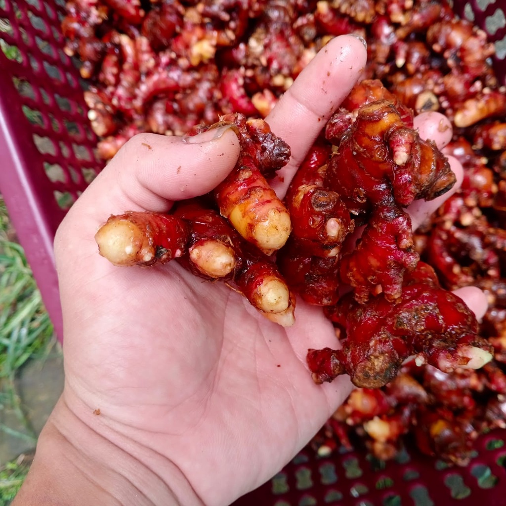 

Jahe Merah Kecil 1 Kg Sudah Bersih