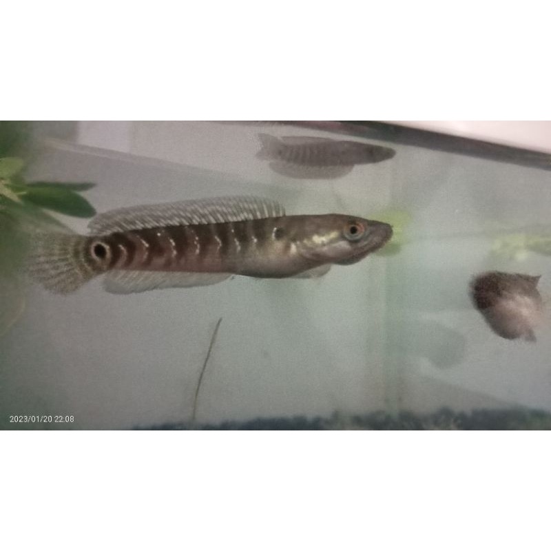 (C.O.D) Asiatica rsws 8-9cm