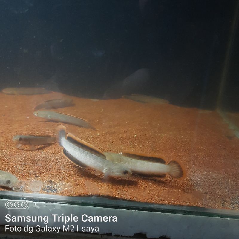 Limbata Ombyok Cb 5-6cm Premium A