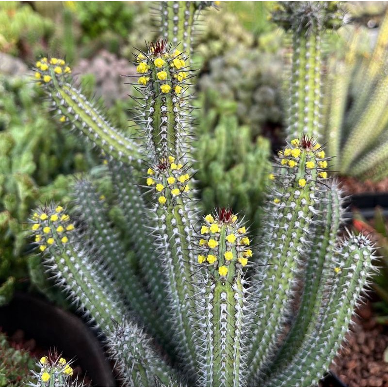 Euphorbia Baioensis Cluster Rimbun