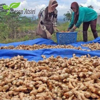 250ml minyak atsiri jahe murni tanpa campuran ginger pure essential oil therapeutic grade aromatherapy aromaterapi aromaterapy oil burner 250 ml