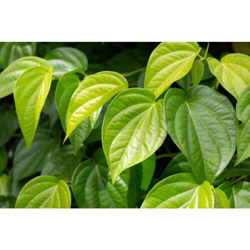 

Daun sirih seribu manfaat (BOGOR)