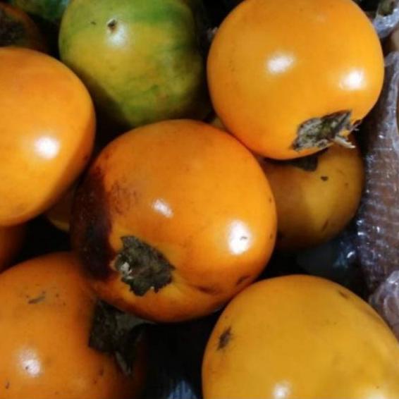 

Limited[FG2]-TERONG ASAM / TERONG ASAM PONTIANAK / TERONG ASAM KALIMANTAN / TERONG ASAM FRESH /SAYURAN KALIMANTAN