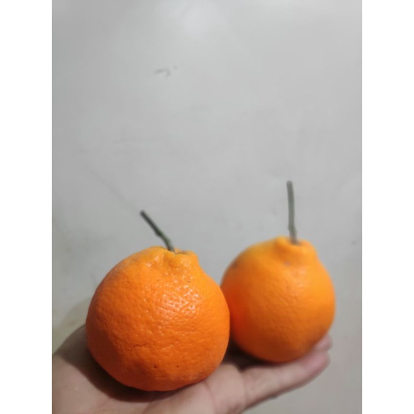 

jeruk decopon / papakam 1 kg