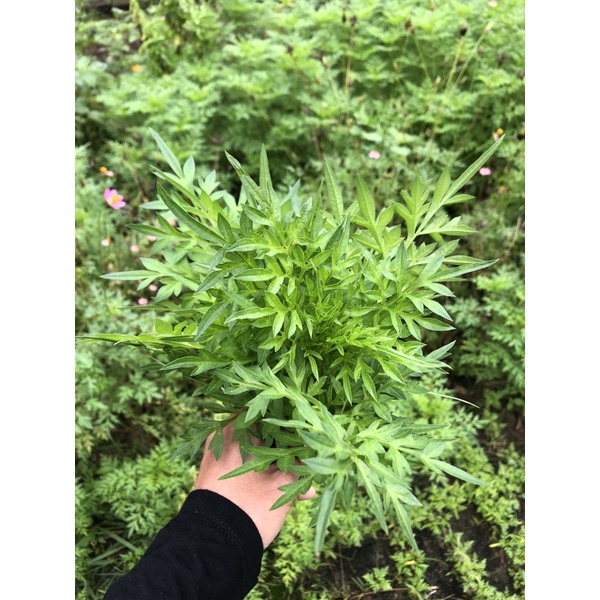

Daun kenikir randa midang Ulam raja cosmos fresh segar organik 150 gr