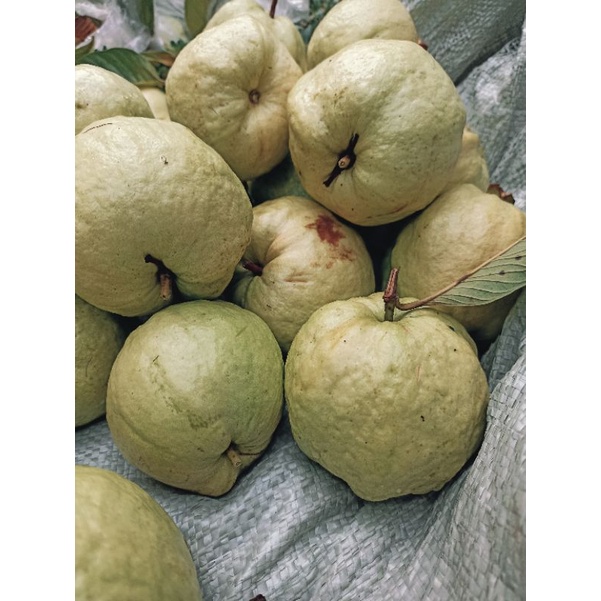 

jambu kristal / jamkris