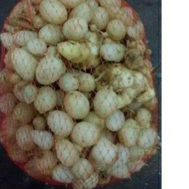 

Discount[KF7]-1kg 1kilo 1000gr Kunyit Putih/kunir putih segar/buah/asli