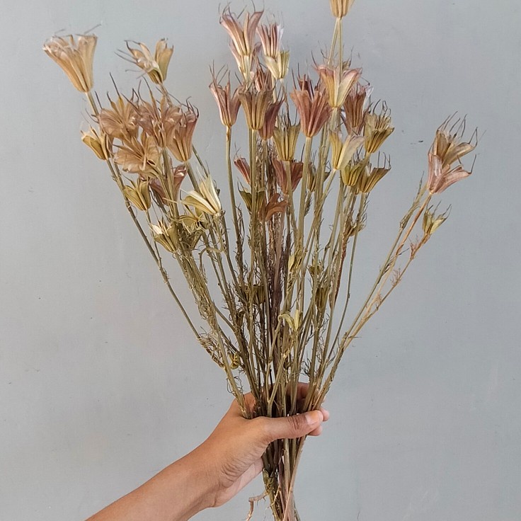 DRIED NIGELLA FLOWER