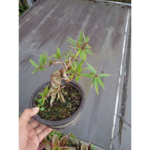 bonsai beringin ficus california prokar