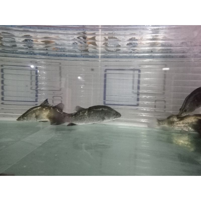 barramundi / kakap putih air tawar size 9-10cm paket 3 ekor