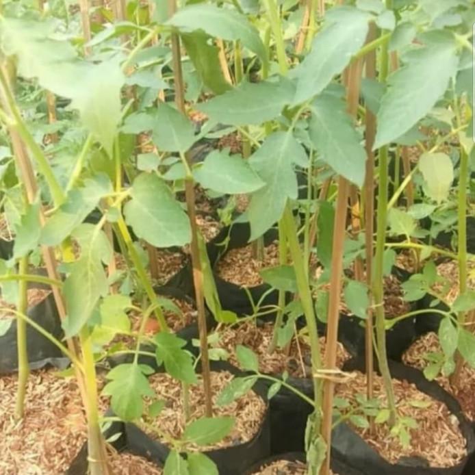 pohon buah tomat -bibit tanaman buah tomat