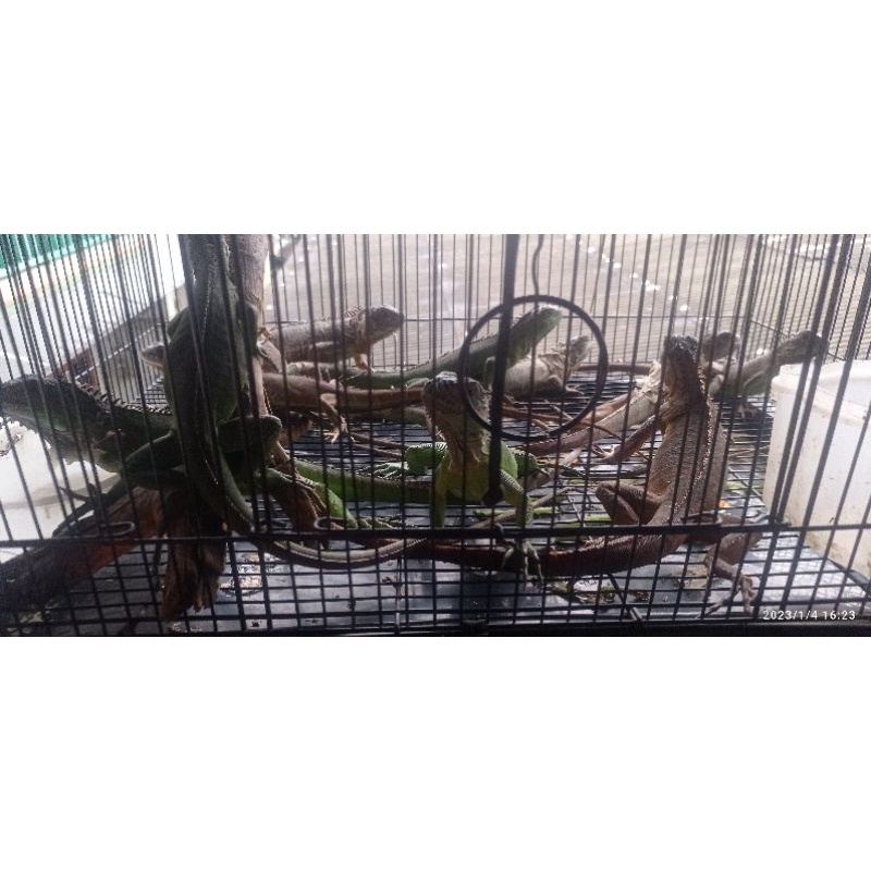 mainan iguana green, red, super red het blue minusan