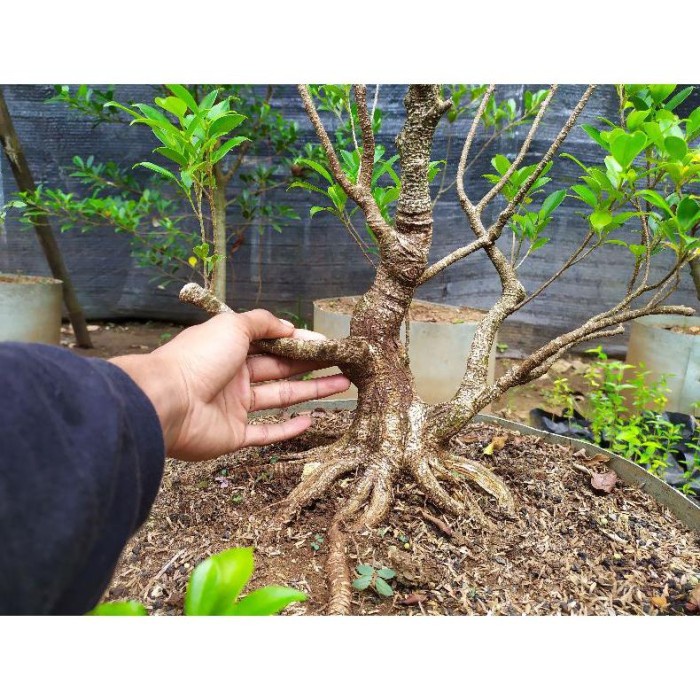 Penyiram Bahan Bonsai Kimeng Pecah Batang