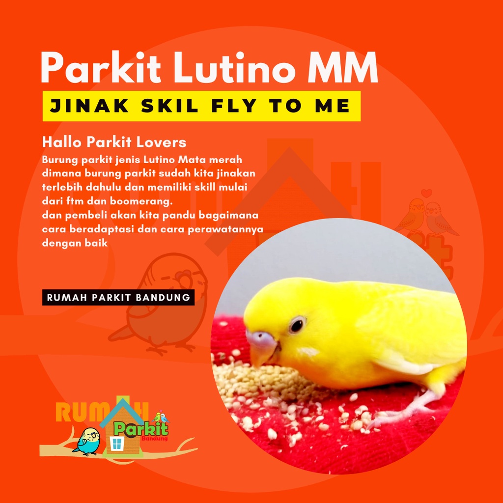 PARKIT JINAK LUTINO MATA MERAH SKILL INDOOR