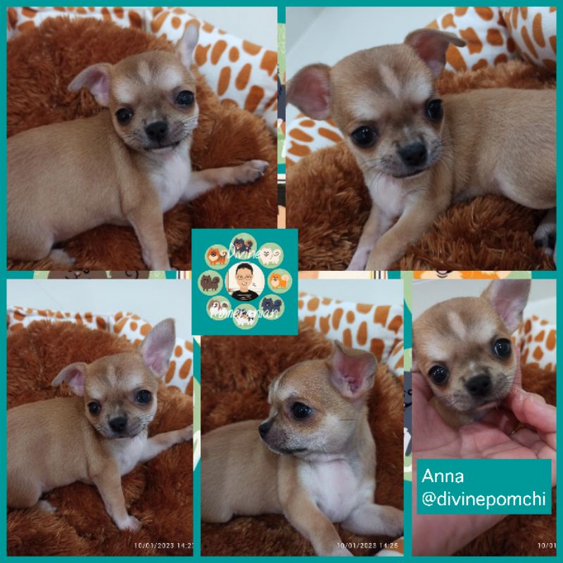 Gambar Anna Chihuahua Smooth Coat Betina Good Quality & Bloodline