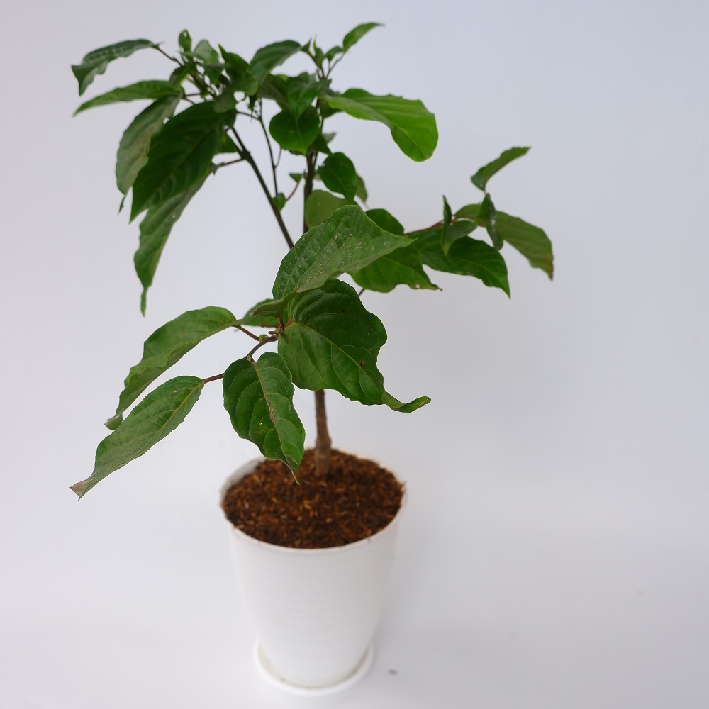 Tanaman Hias Kantil Kuning - Bunga Kantil Warna Kuning