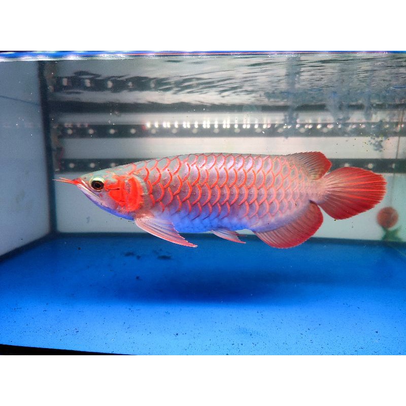 ARWANA SUPER RED SIZE 28-30CM GENETIK MERAH  SAMPAI PUNGGUNG DAN BAKAT NGEBLOK 100% LENGKAP SERTIFIK