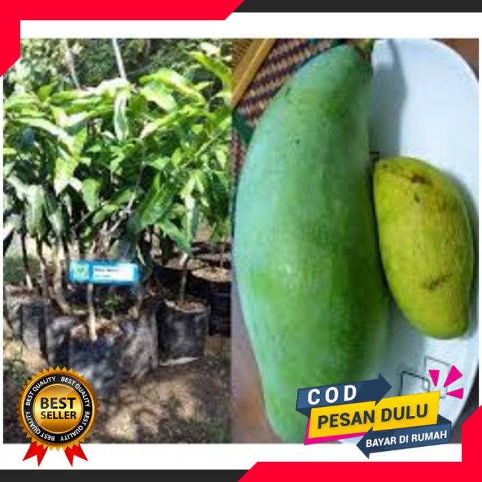 Bibit Tanaman Mangga Mahatir CCCC