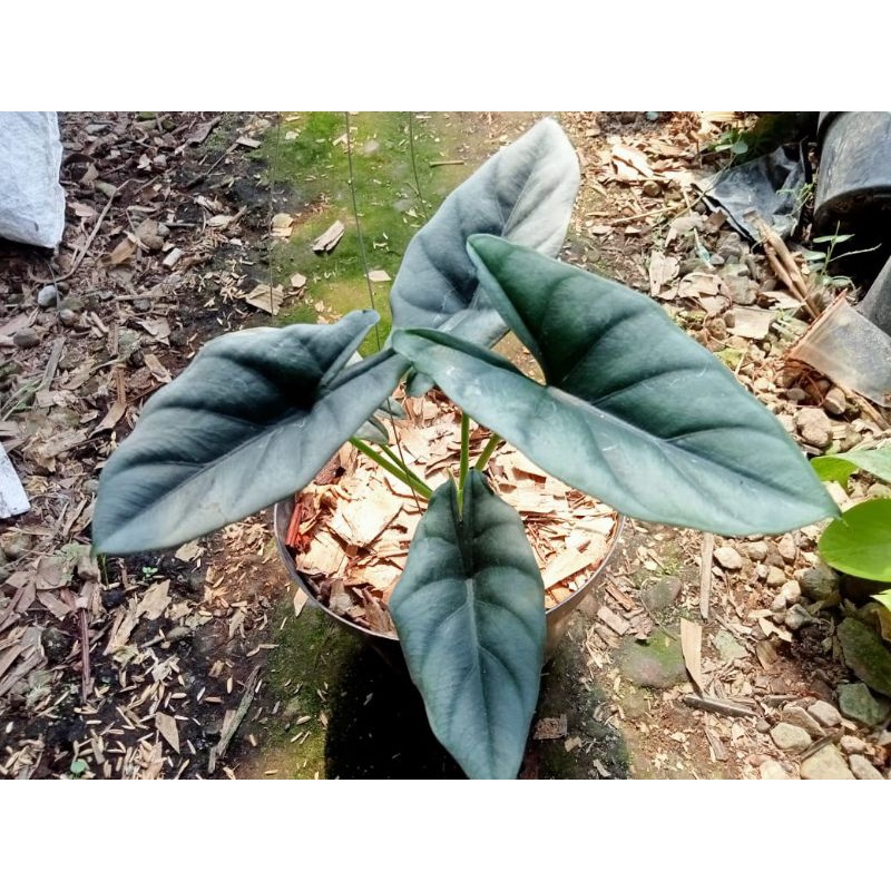 Alocasia Reversa Remaja