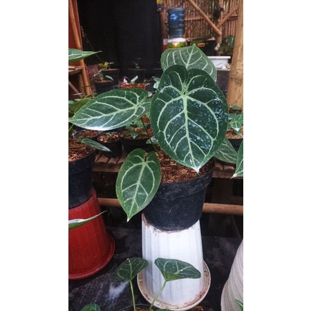 Anthurium hybrid