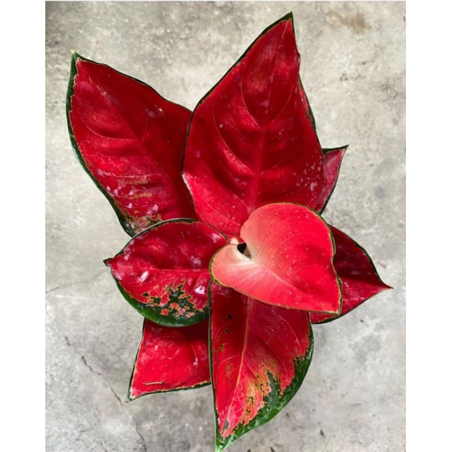 aglonema suksom jaipong culture murah - bunga aglonema suksom merah - aglonema merah BUKAN BONGGOL