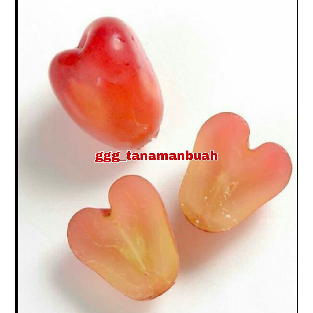 Bibit Anggur My Heart Hasil Grafting Berbuah Dalam 6 Bulan