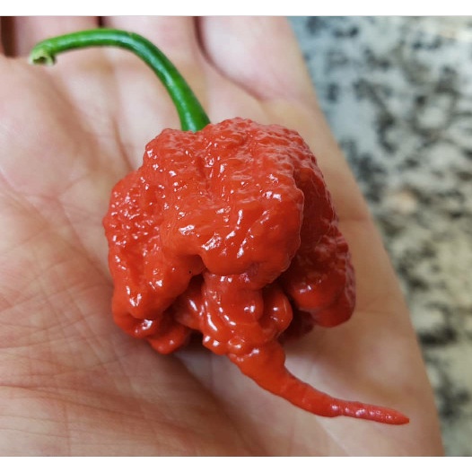 BENIH/ BIJI/ BIBIT CAROLINA REAPER PEPPER