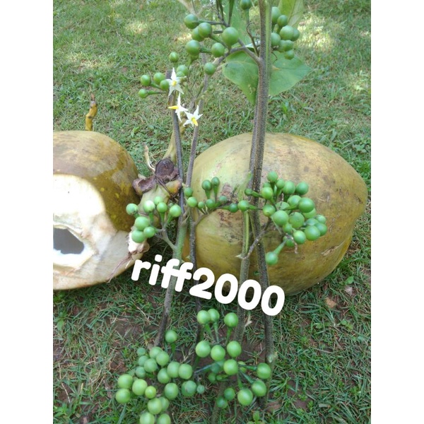 

Buah tekokak,Takokak,Cepokak segar 200g 8k