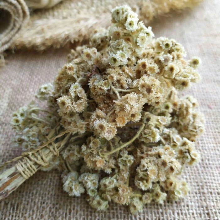 Buruan serbu] Bunga Edelweis Kering Natural Edelweiss Bunga Abadi Hasil Budidaya