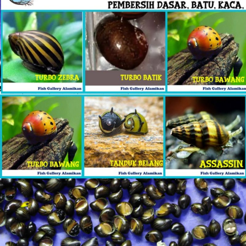 Keong pembersih lumut alga aquascape aquarium - keong turbo