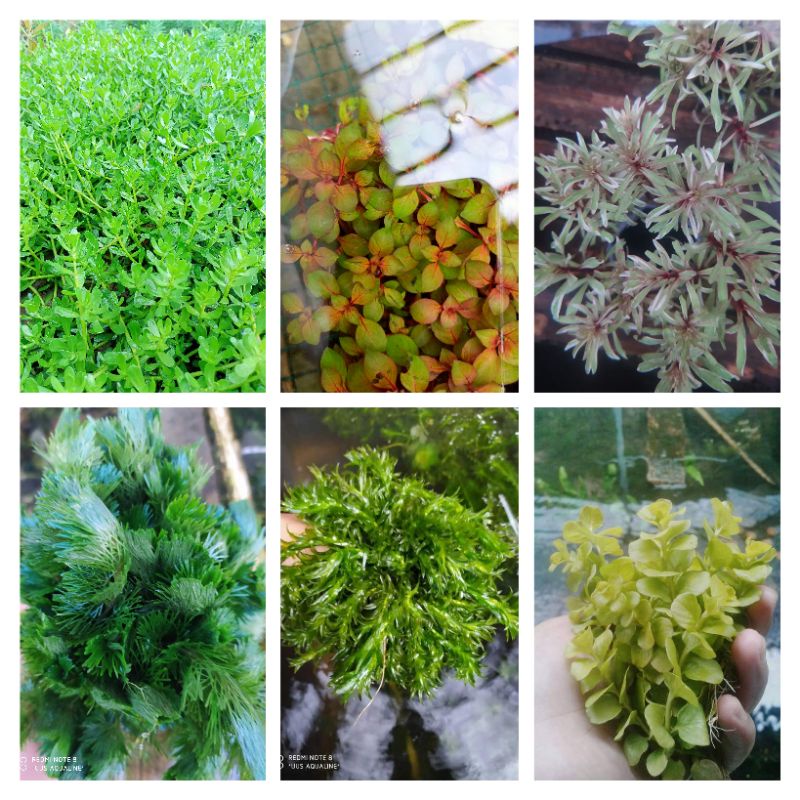 paket tanaman aquascape low co2