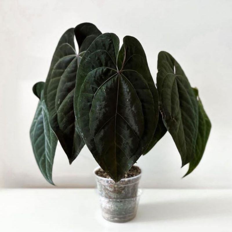anthurium Ace of spades