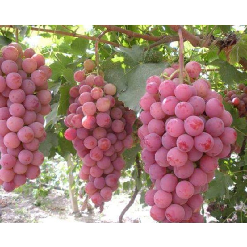 bibit anggur Red Rose RS import