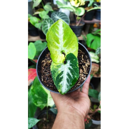 Syngonium Scrambled eggs