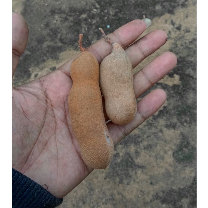 

KURMA BANGLADESH RASA VANILLA (TANGAN TIDAK IKUT) HARGA PER 10 BUTIR