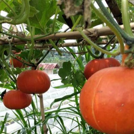 2 Benih Labu Kabocha Merah F1 Hibrida Kagum Bibit Buah Red Lamp Squash Jepang Bintang Asia Unggul