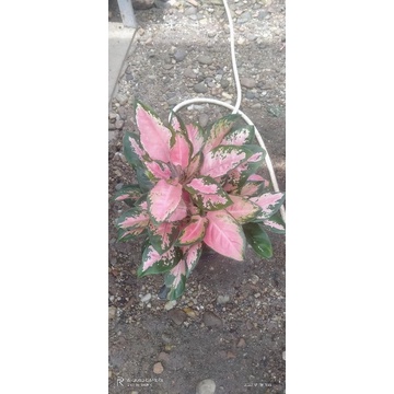 kocin rumpun dan indukan Sultan brunai