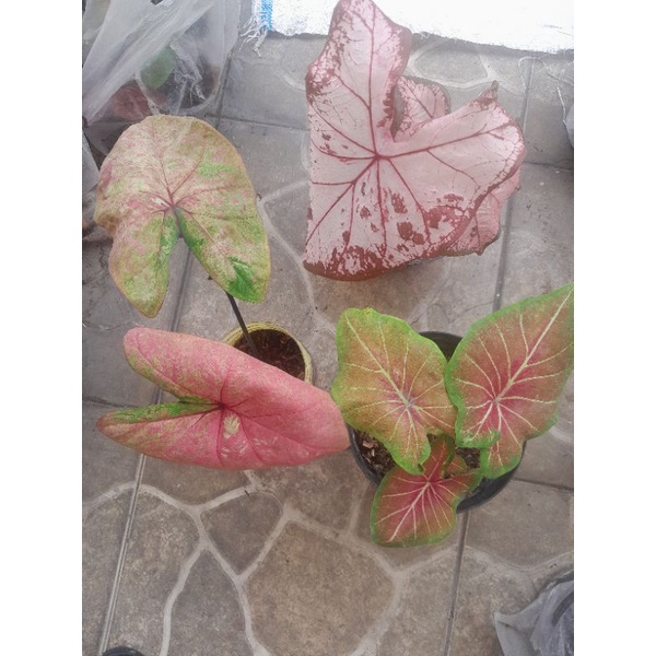 Tanaman caladium paket jutarecon,hybrid