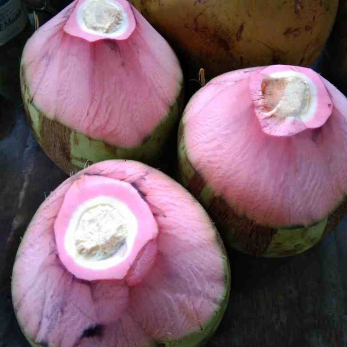 

Kelapa Hijau Wulung Serabut Merah