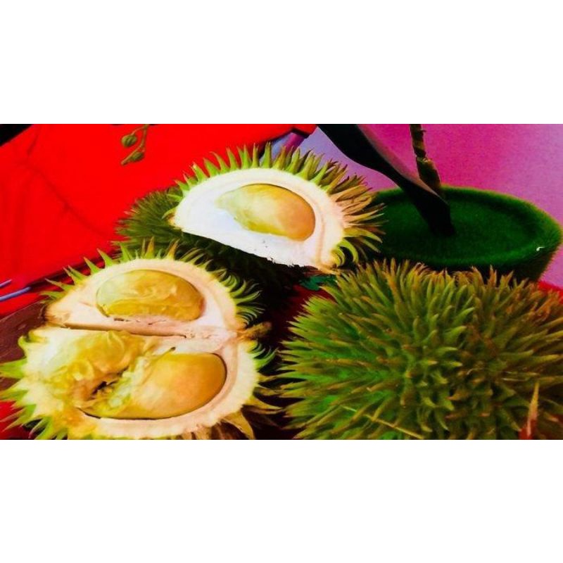 

Durian kalimantan