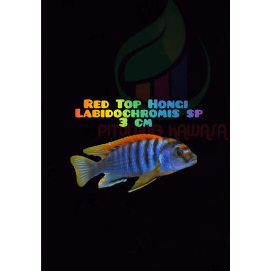Red Top Hongi cichlid