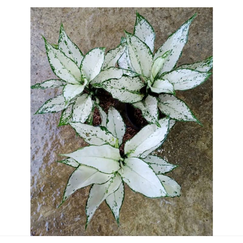Aglonema snow white rimbun