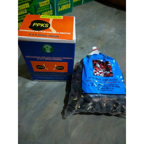 bibit kelapa sawit simalungun  ersertifikat