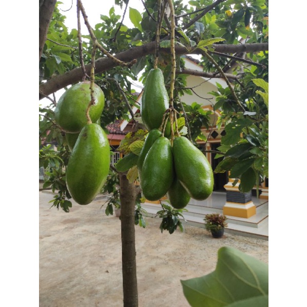 bibit alpukat siger sibatu (terbukti Genjah)