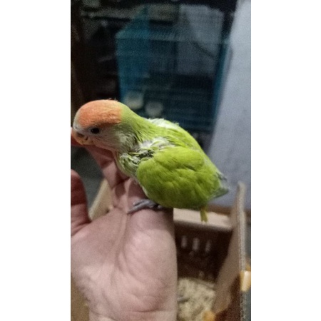 anakan/lolohan/piyikan lovebird NK(nonklep) orangenhead/redhead